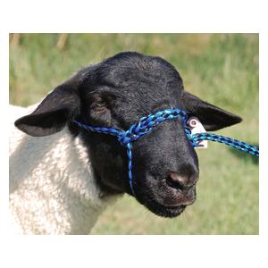 Poly Rope Sheep Halter